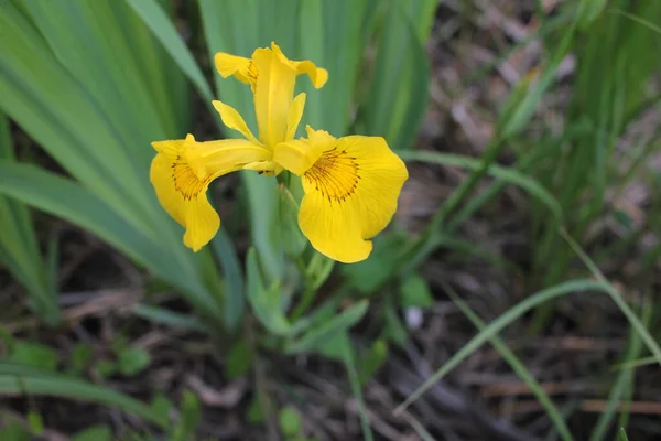 Iris Pseudacorus Comumente Chamado Bandeira Amarela Perto Água Dia Primavera — Fotografia de Stock