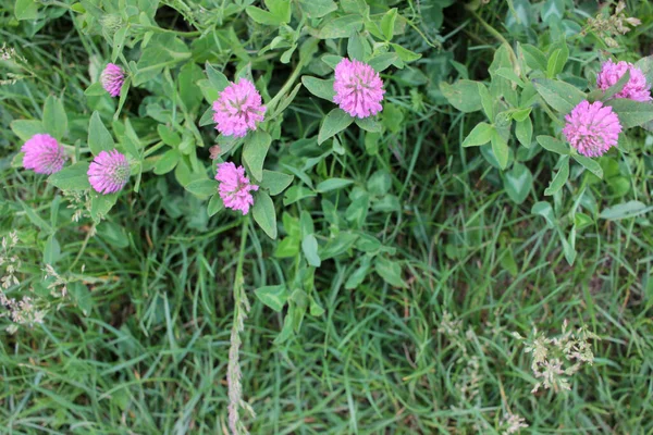 Gros Plan Fleurs Trèfle Rouge Sur Une Prairie Été — Photo