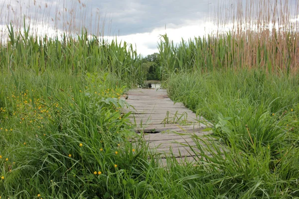 Sentier Bois Dans Herbe Avec Des Fleurs Jaunes Buttercup Des — Photo