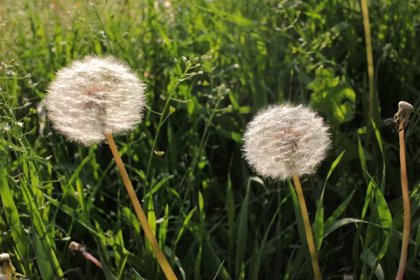 Pompini Sul Vento Contro Sole Che Tramonta Bianco Morbide Teste — Foto Stock