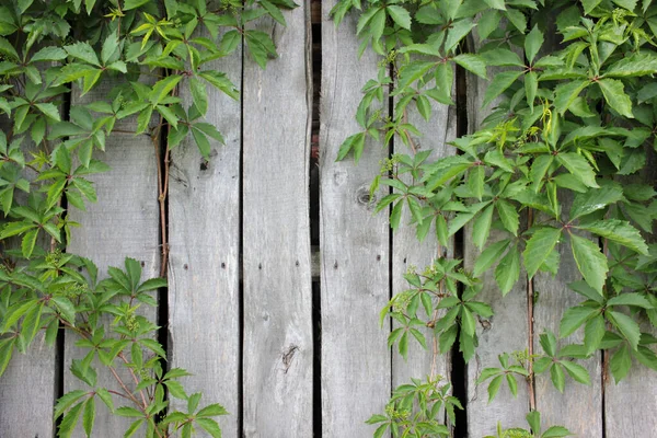 Planta Trepadora Con Hojas Verdes Sobre Una Vieja Cerca Gris —  Fotos de Stock