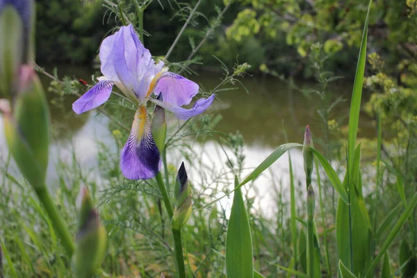 Purple iris flower over the river on a blurred natural green trees background