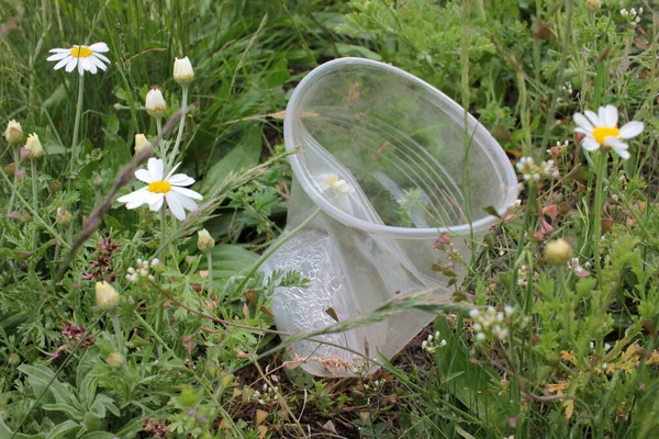 Leere Einweg Plastikbecher Auf Dem Rasen Mit Weißen Gänseblümchenblümchen Konzept — Stockfoto