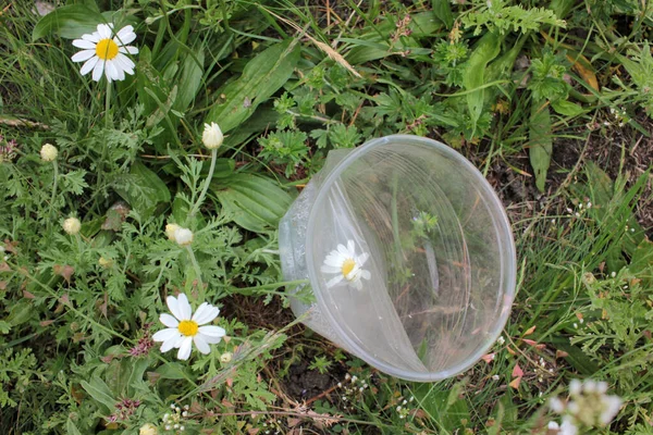 Tomma Engångs Plastmugg Gräset Med Vita Tusensköna Blommor Begreppet Förorenat — Stockfoto
