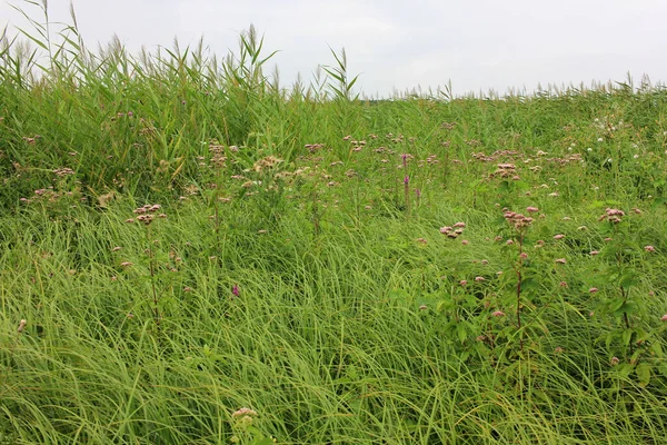 Sommerlandschaft Bei Trübem Wetter Mit Sumpfgräsern Und Wildblumen — Stockfoto