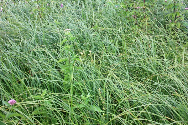 Grönt Gräs Bakgrund Höga Kärr Gräs Flytta Med Vågor Vinden — Stockfoto