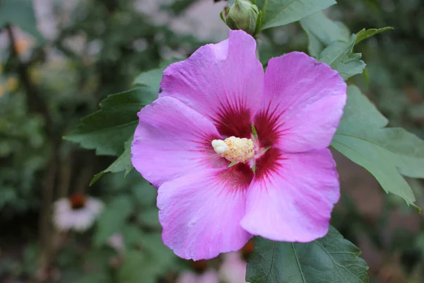 Close Flores Hibisco Rosa Roxo Foco Seletivo — Fotografia de Stock