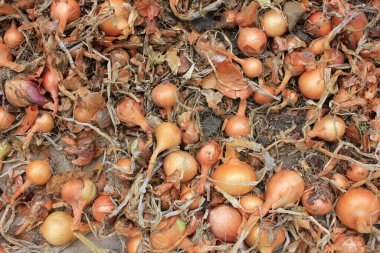 Kurutulmuş soğan ekme işlemi. Piyasadaki en iyi kurutulmuş soğan manzarası.