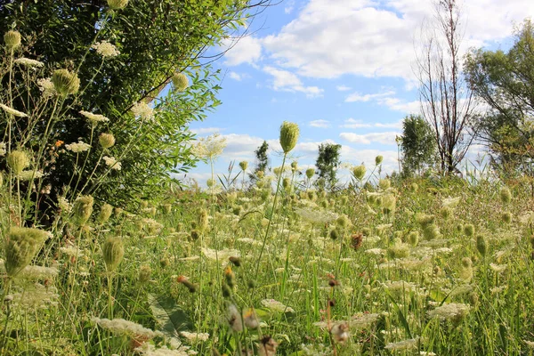 Sommar Landskap Vilda Blommor Fältet Och Blå Molnig Himmel — Stockfoto