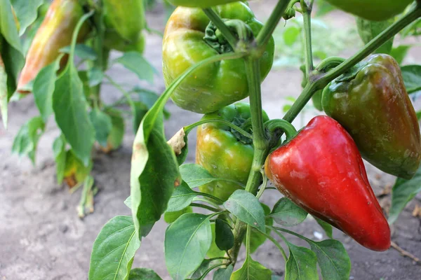 Close Red Green Peppers Summer Garden — Stock Photo, Image