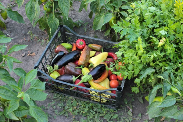 Harvest Tomatoes Peppers Eggplant Parsley Plastic Baskets Picking Vegetables Garden — Stock Photo, Image