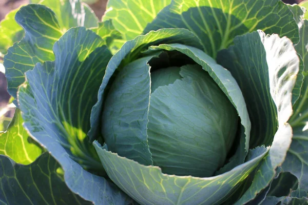 Head Cabbage Growing Vegetable Garden Summer Autumn Harvest — Stock Photo, Image