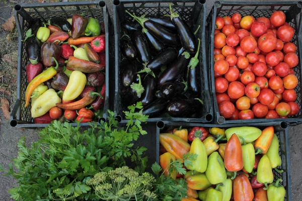 Legumes Frescos Mercado Colha Tomates Pimentas Berinjela Salsa Cestas Plástico — Fotografia de Stock