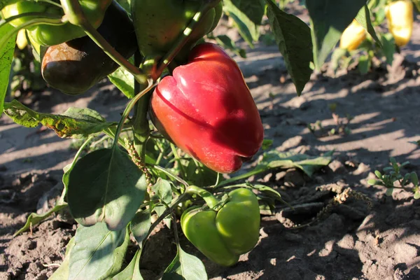 Close Red Green Peppers Growing Vegetable Garden — Stock Photo, Image