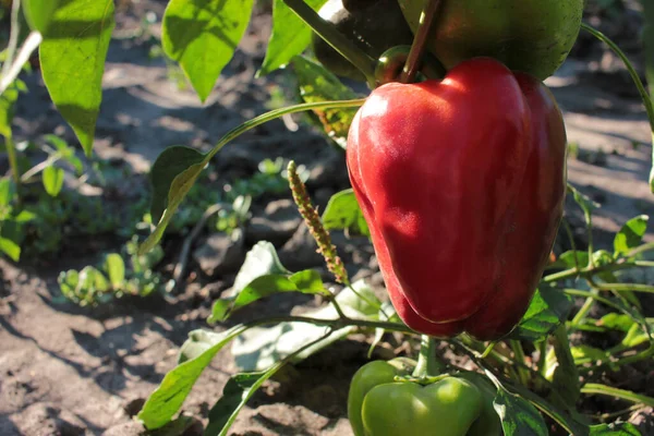 Close Red Green Peppers Growing Vegetable Garden — Stock Photo, Image