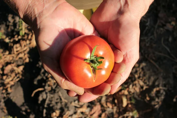屋外で新鮮な有機トマトを手に持つ高齢女性 秋の収穫コンセプト クローズアップ 選択的焦点 — ストック写真
