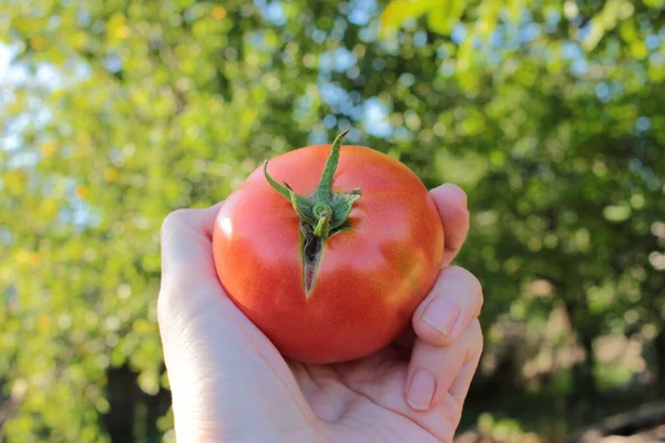 Mulher Segurando Tomate Orgânico Fresco Mão Sobre Fundo Verde Natural — Fotografia de Stock