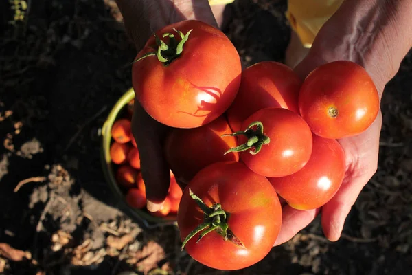 野菜園で新鮮な有機トマトを手に持つお年寄り女性 秋の収穫コンセプト クローズアップ 選択的焦点 — ストック写真
