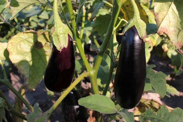 Close Eggplants Vine Growing Garden — Stock Photo, Image