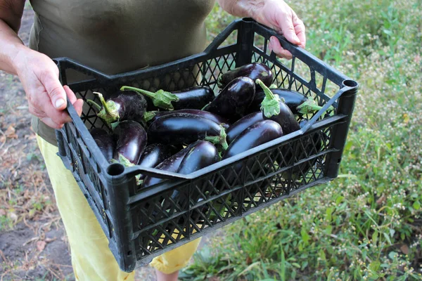 Woman Holding Plastic Box Eggplants Harvest Fresh Organic Vegetables Basket — Stock Photo, Image