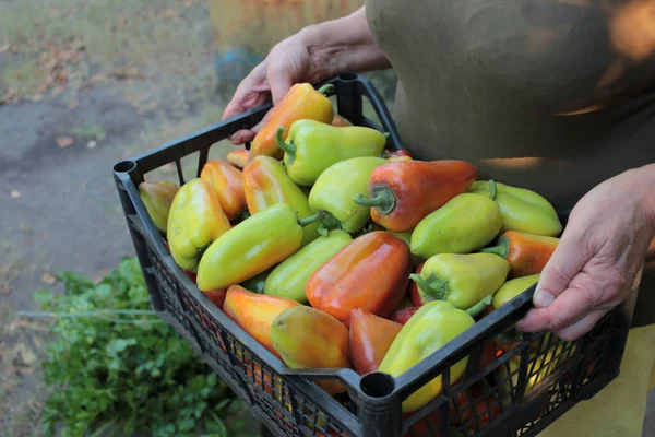 Woman Holding Plastic Box Bell Peppers Harvest Fresh Vegetables Basket — Stock Photo, Image