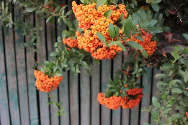 Exotic Pyracantha Decorative Bush Orange Berries Old Fence Background — Stock Photo, Image