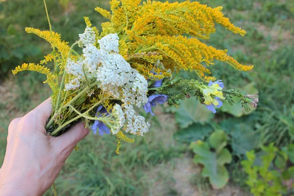 Ženská Ruka Drží Spoustu Letních Nebo Podzimních Divokých Květin Léčivé — Stock fotografie
