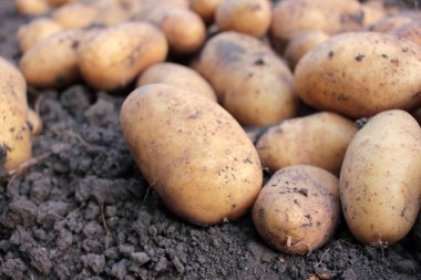 Tarlada taze kazılmış organik patates. Yerden yeni toplanmış patatesler
