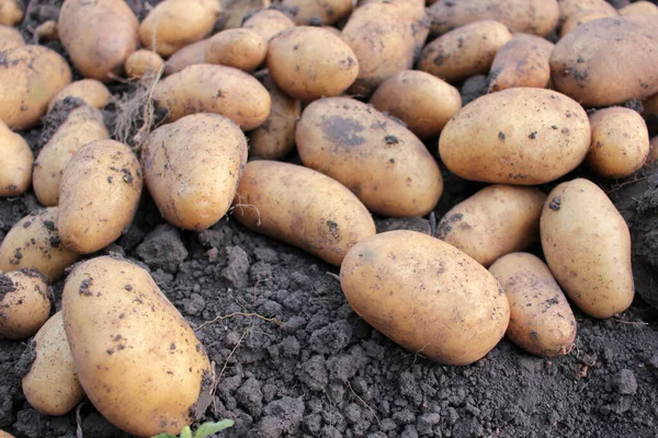 Freshly dug organic potatoes on a field. Newly harvested potatoes on the ground