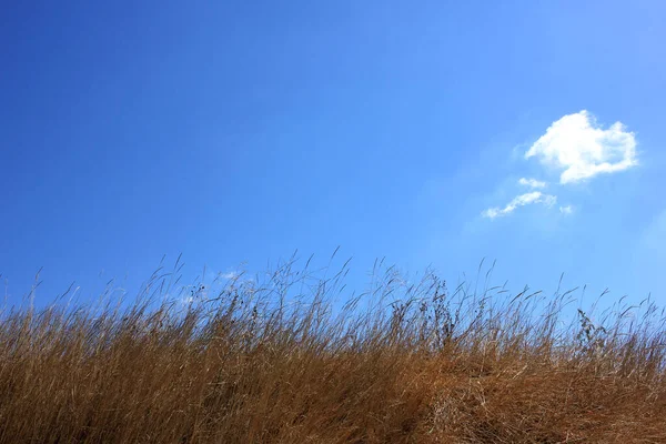 Erba Secca Gialla Cielo Blu Brillante Con Nuvole Bianche Sfondo — Foto Stock