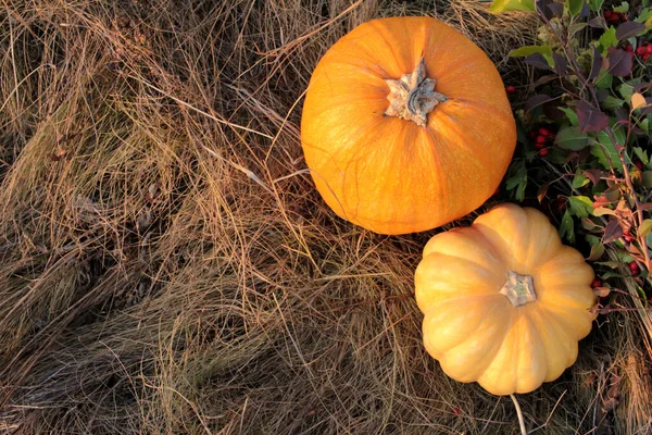 Flat Lay Composition Pumpkins Dry Grass Autumn Flower Bouquet Holidays — Stock Photo, Image