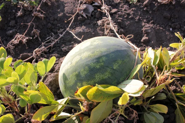 Watermelon Growing Garden Autumn Harvest Season — Stock Photo, Image