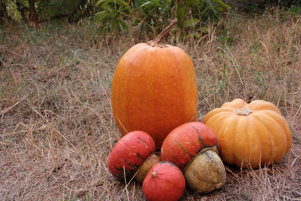 Variedades Calabazas Hierba Seca Jardín Otoño Calabazas Pequeñas Decorativas Forma —  Fotos de Stock