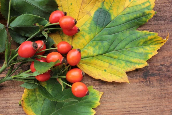 Красные Ягоды Осенние Листья Деревянном Фоне Плоская Композиция Желтыми Листьями — стоковое фото