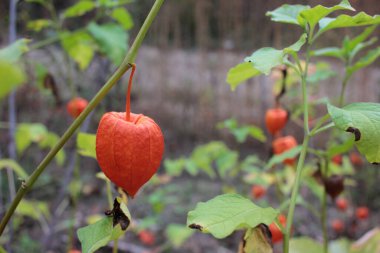 Physalis alkekengi portakal çiçekleri, aynı zamanda Çin Feneri olarak da bilinir, ya da sonbahar bahçesindeki Kış Kirazı. Popüler süs ve tıbbi bitki