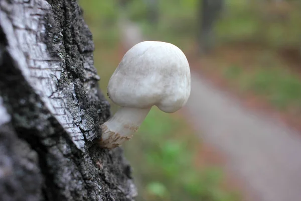 在桦树上生长的白色小蘑菇的特写 美丽的秋天风景 公园或森林里有树木和小径 — 图库照片