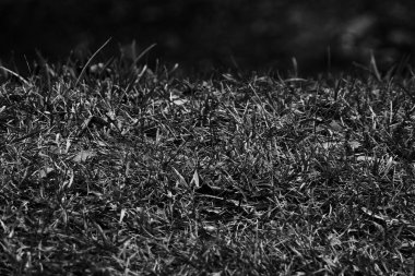 siyah arka plan çimen bokeh bulanık doku alanı