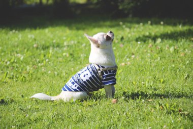 Küçük chihuahua köpek yavrusu otların üzerinde oturuyor.