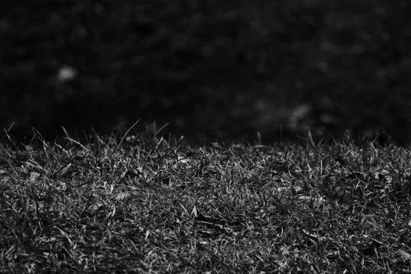 siyah arka plan çimen bokeh bulanık doku alanı