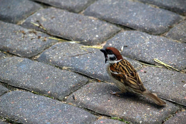 Small Bird Sparrow Sidewalk Asphalt Brown Gray Nature Park — Stock Photo, Image