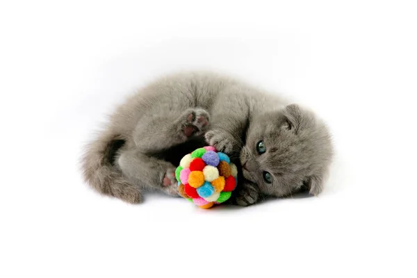 Beyaz arka planda top oynayan kedi yavrusu.