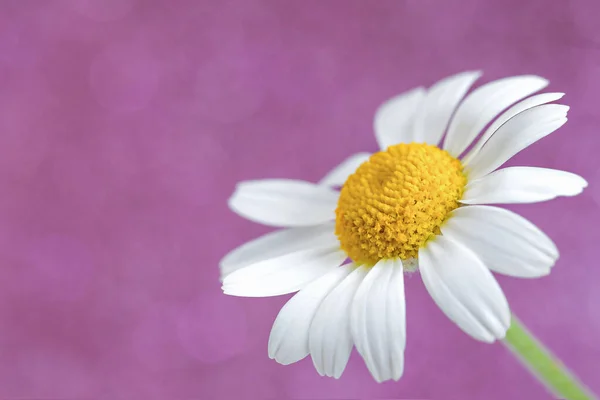 Χαμομήλι Λουλούδι Κοντά Ροζ Φόντο Bokeh Royalty Free Φωτογραφίες Αρχείου