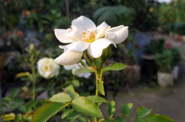 Beyaz gül büyük ağaç bahçesine girdi..