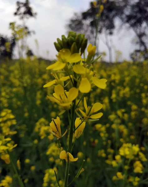 Flor Mostarda Com Verde Natureza Planta — Fotografia de Stock