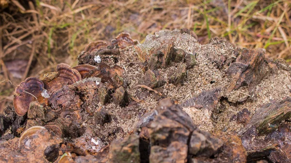 Mantar Yağmurda Uzun Süre Islandıktan Sonra Kesilen Maun Ağacı Sahnesidir — Stok fotoğraf