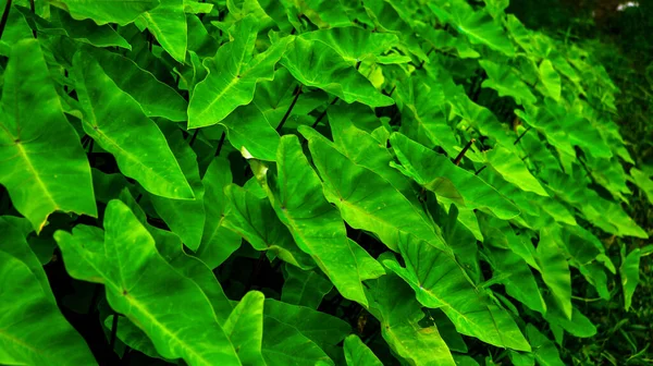 Colocasia Esculenta Ist Eine Tropische Pflanze Die Hauptsächlich Wegen Ihrer — Stockfoto