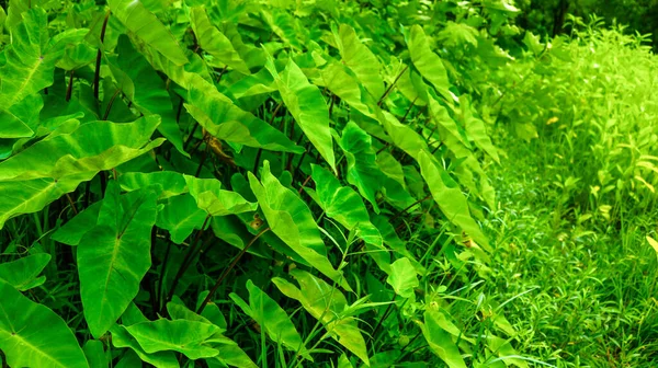 Colocasia Esculenta Una Planta Tropical Cultivada Principalmente Por Sus Cormos — Foto de Stock