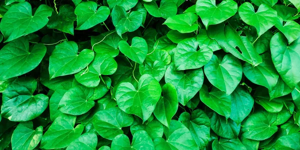 Groene Gras Blad Patronen Achtergrond — Stockfoto