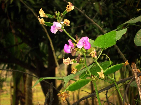 Ένα Λουλούδι Από Φασόλια Της Ζούγκλας Στον Κήπο Είναι Ένα — Φωτογραφία Αρχείου