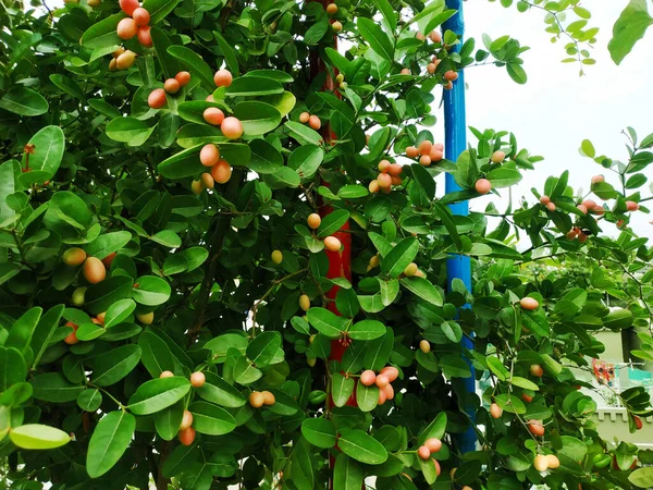 Apricot Fruit Tree Bears Fruit Several Species Genus Prunus — Stock Photo, Image